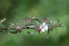 Lepidagathis incurva var. mucronata